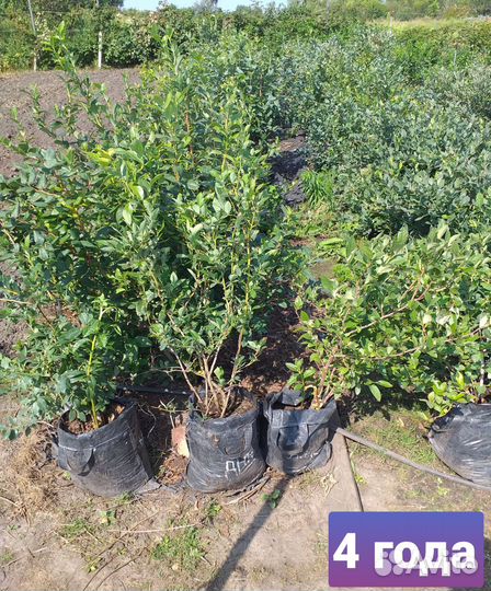 Голубика саженцы