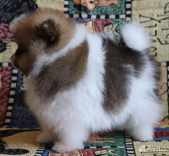 Щенки шпица