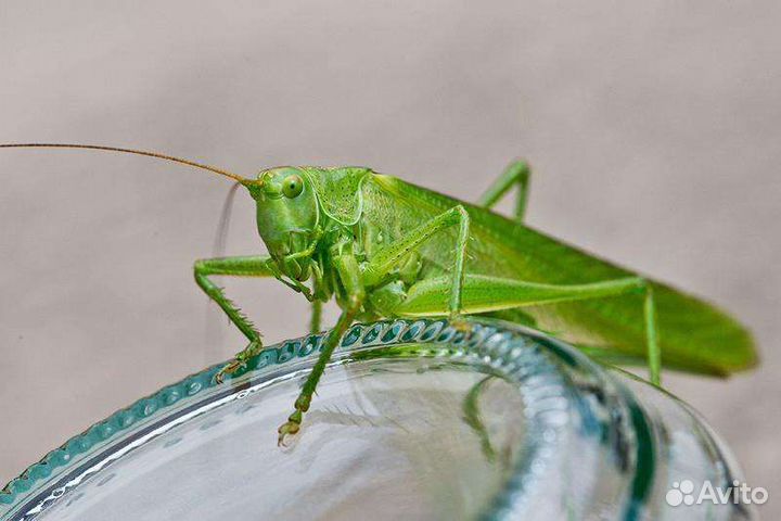 Черви, саранча, пиявки, лягушки