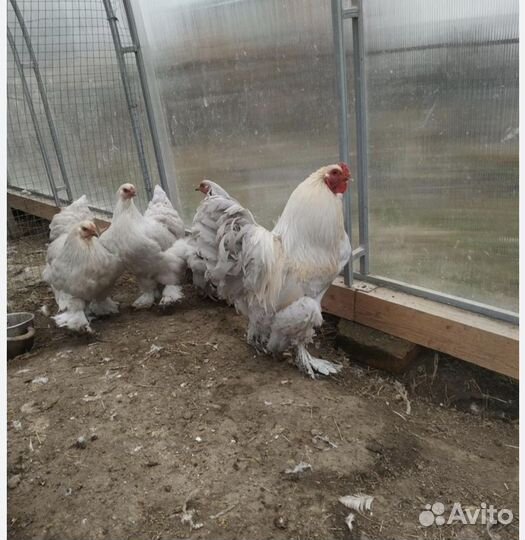 Цыплята и куры брама