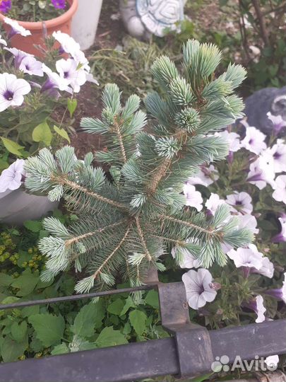 Голубая елочка