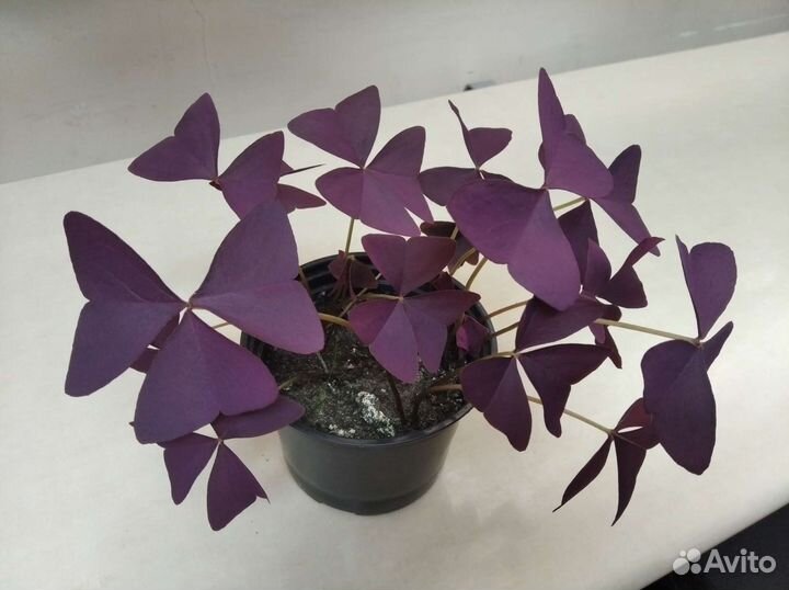 Кислица. Оксалис