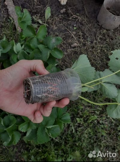 Рассада клубники зкс-более 20сортов на август 2023