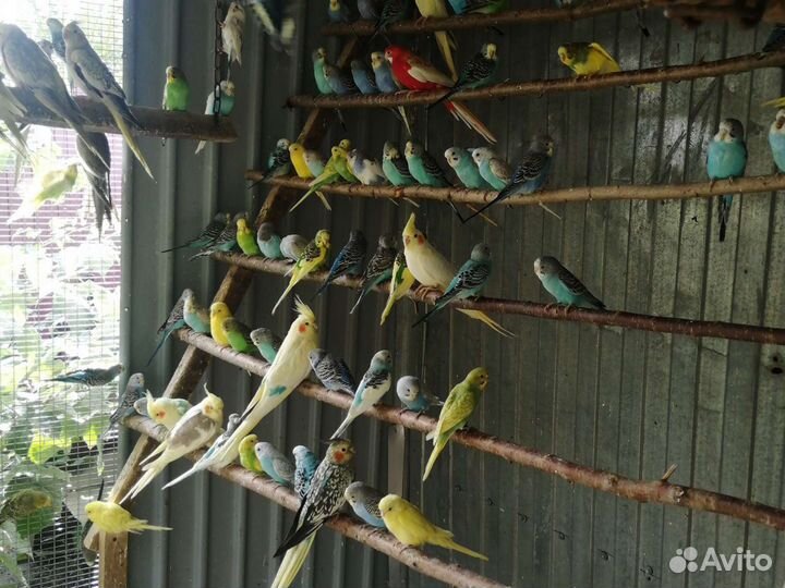 Попугаи какарики, волнистые, кореллы