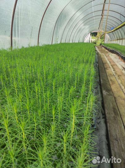 Сеянцы сосны зкс