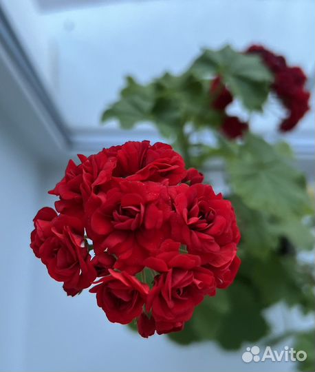 Махровая пеларгония (герань)