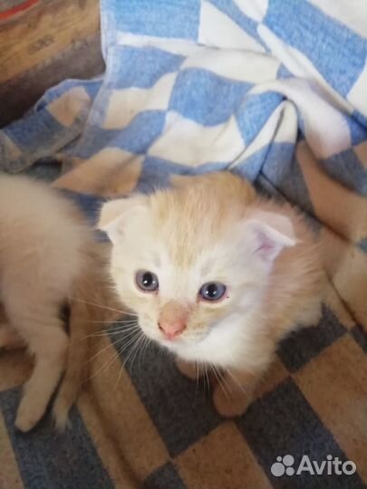 Котёнок мальчик 1,6 мес, цвет персик с белым