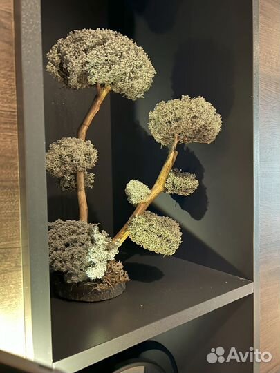 Удивительное дерево