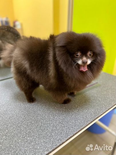 В хорошие руки