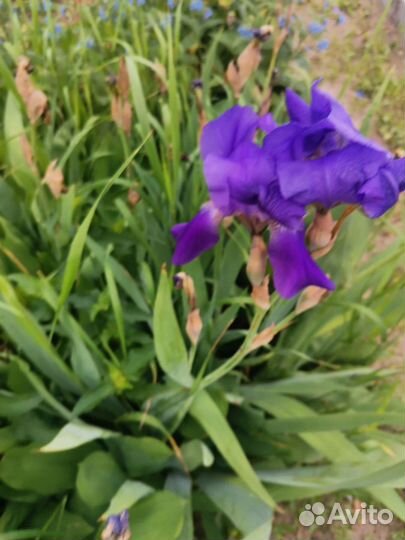 Рамашка, лилейник и другие