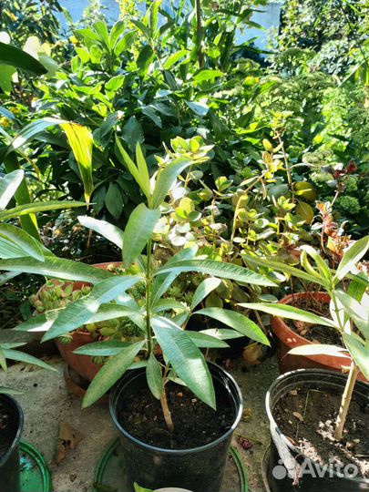 Олеандр махровый