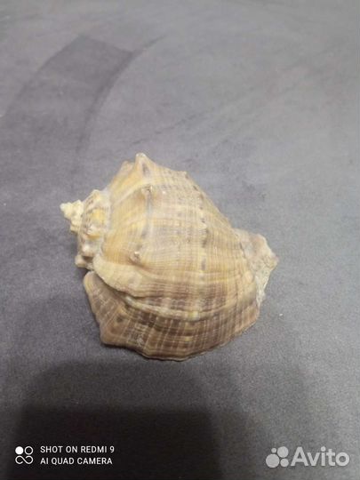 Морские ракушки