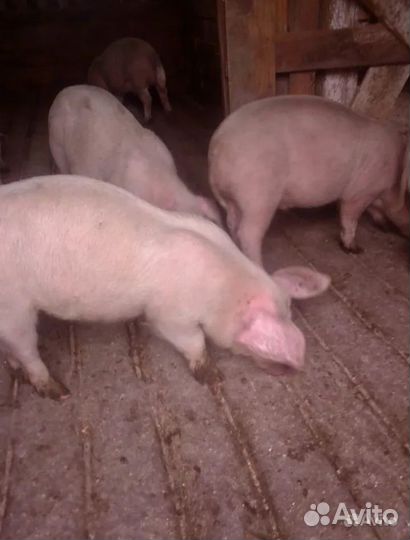 Поросенок ландрас