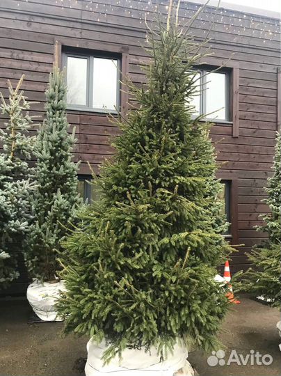 Ель обыкновенная 205см с доставкой и посадкой