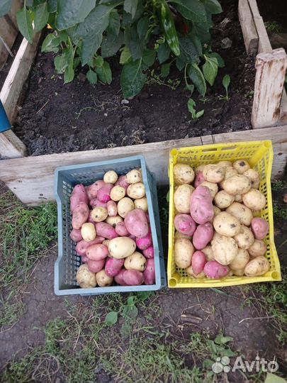 Продам картофель молодой