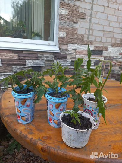 Саженцы сумах оленерогий