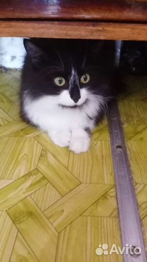Отдам в добрые руки