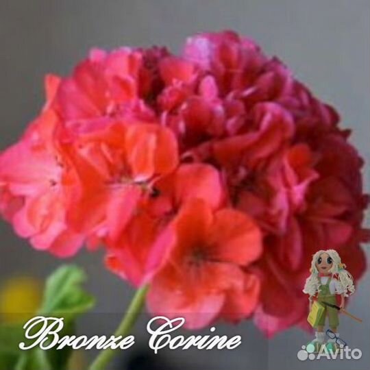 Пеларгония (герань) миниатюрная карликовая