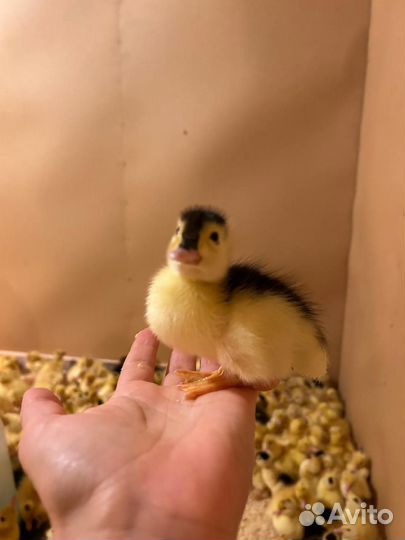 Цыплята, гусята, утята и другие птицы