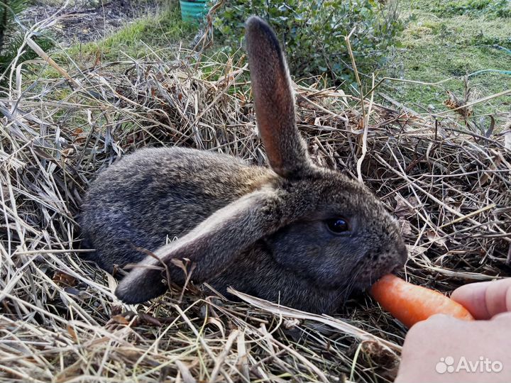 Кролики мясных пород
