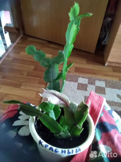 Комнатные растения