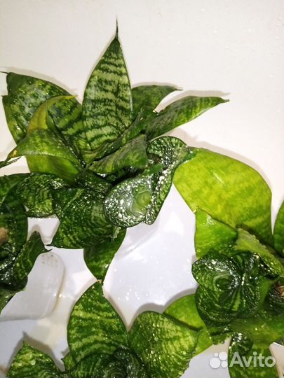 Сансевиерия