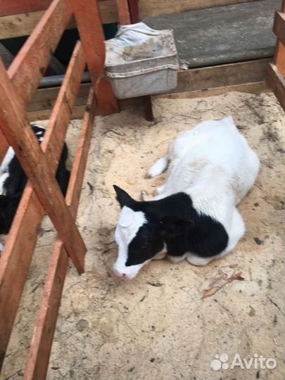 Телята бычки мясное направление