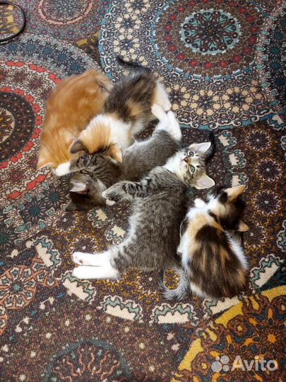 Котята в добрые руки бесплатно