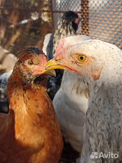 Петухи куры