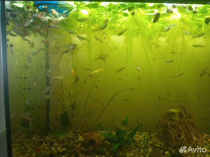 Аквариумные рыбки гуппи, растения, улитки