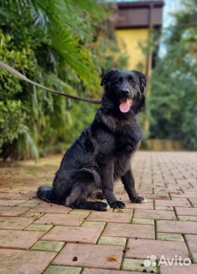 Собака в добрые руки отдам бесплатно