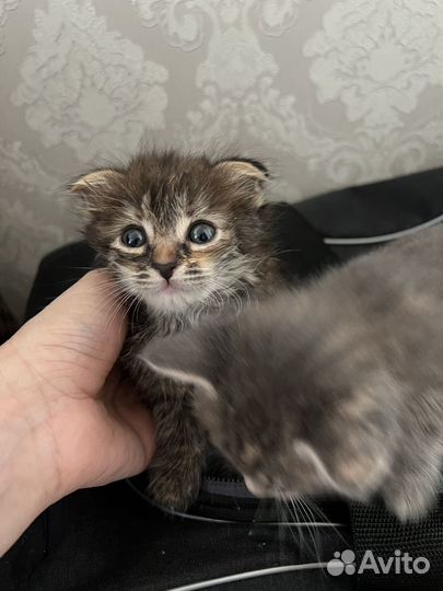 Котята добрые руки