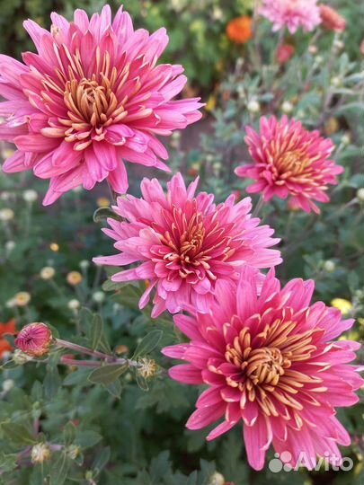 Хризантемы