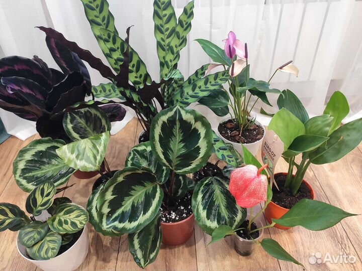 Комнатные цветы