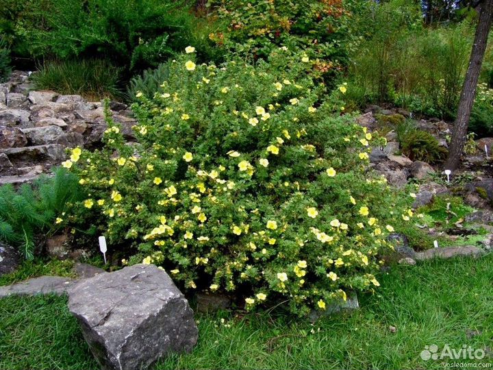 Лапчатка (курильский чай)