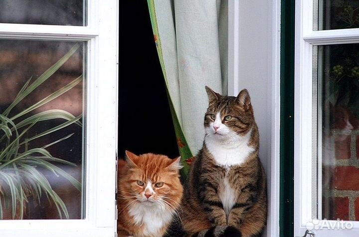 Пластиковые окна в квартиру