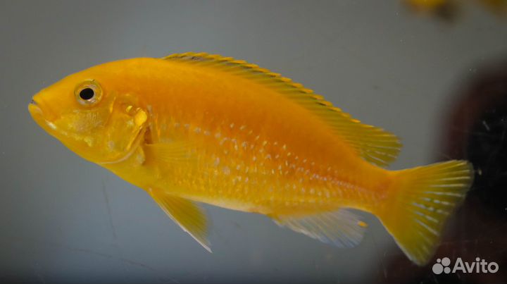 Аквариумные рыбки - цихлиды Малави