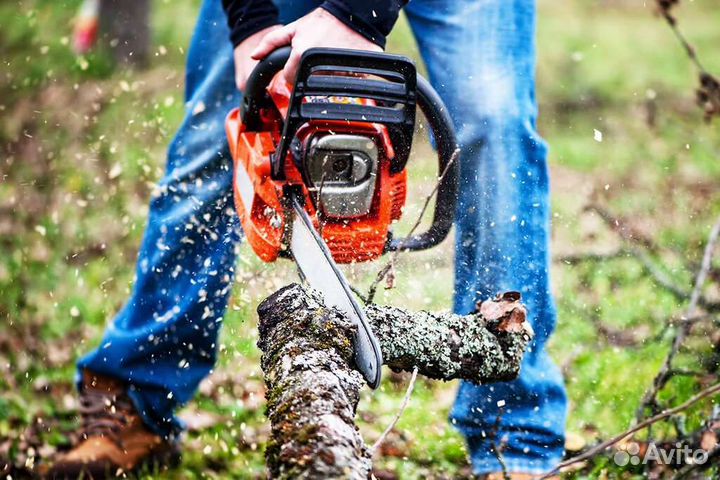 Спил деревьев