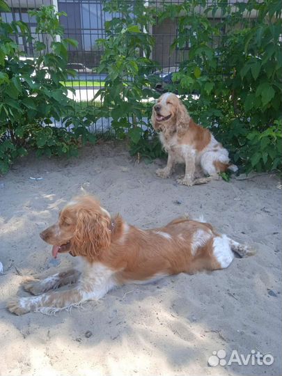 Бронь щенков спаниэля