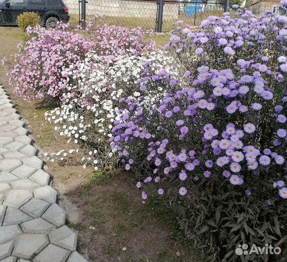 Многолетники садовые