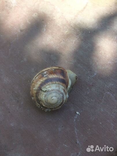 Виноградные улитки