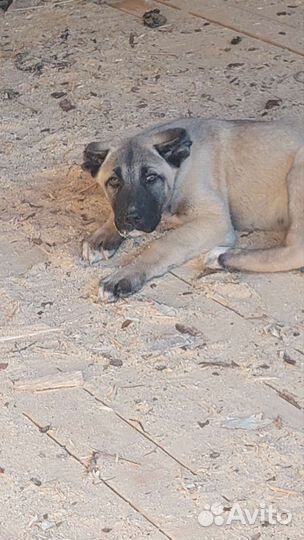 Турецкий кангал щенок