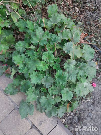 Продаю гейхеры