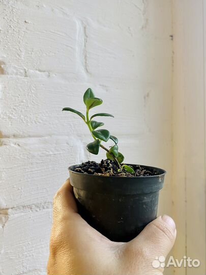 Нематантус / гипоцирта