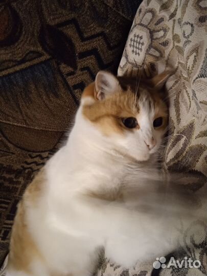 Кошка в добрые руки