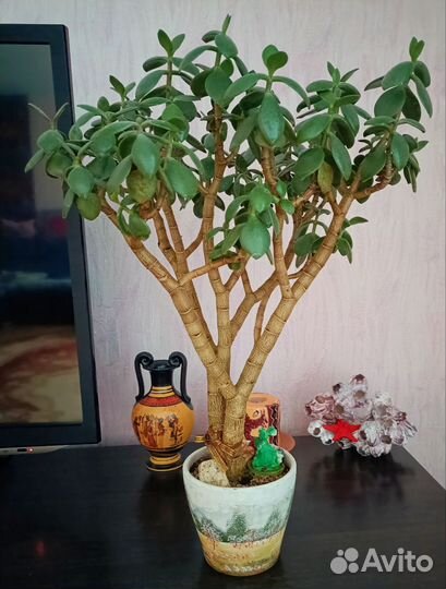 Крассула. Толстянка. Денежное дерево. Овата