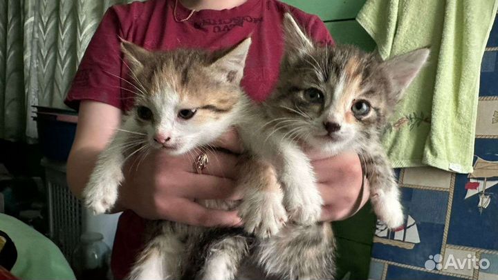 Котята в добрые руки Шумерля