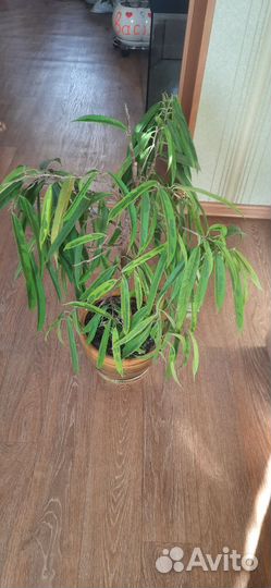 Фикус Али Биннендийка