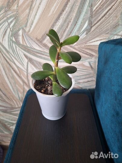 Денежное дерево толстянка