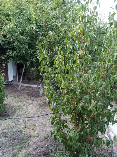 Дача 20 м² на участке 6 сот.